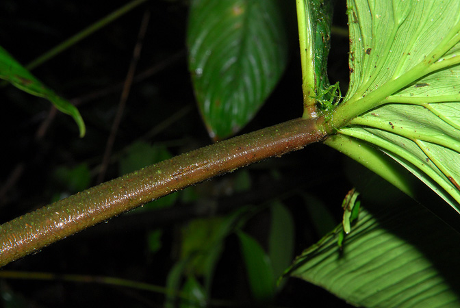 Philodendron rugapetiolatum