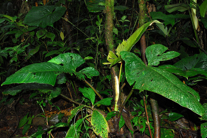 Philodendron rugapetiolatum