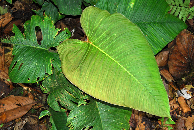 Philodendron rugapetiolatum