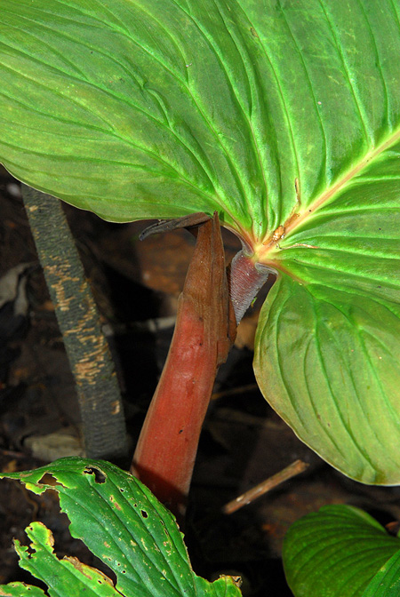 Philodendron rugapetiolatum
