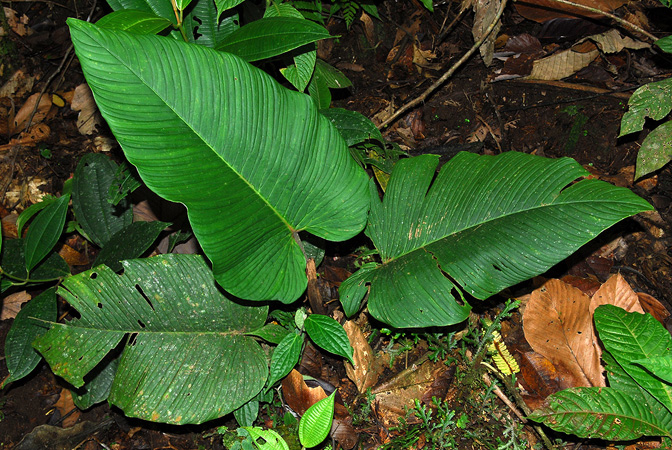 Philodendron rugapetiolatum