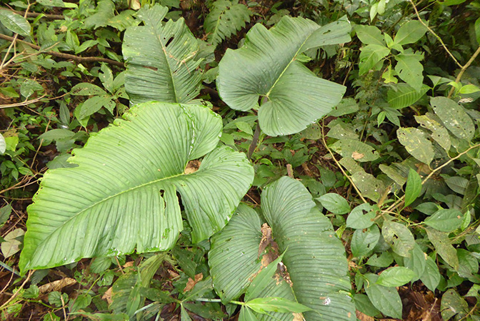 Philodendron rugapetiolatum