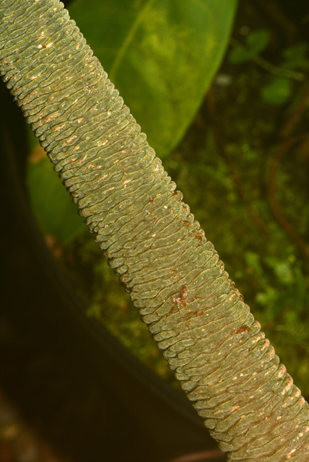 Philodendron rugapetiolatum