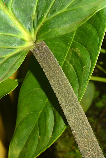 Philodendron rugapetiolatum