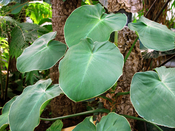 Philodendron rugosum