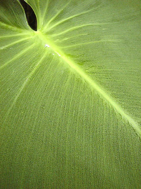 Philodendron rugosum