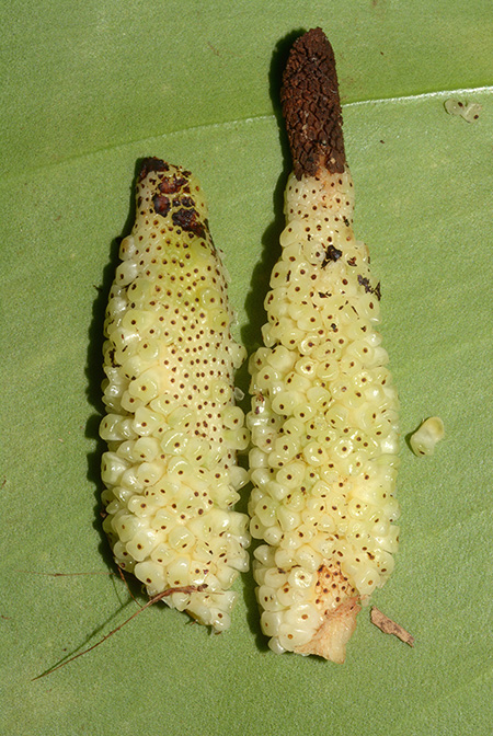 Philodendron rugosum