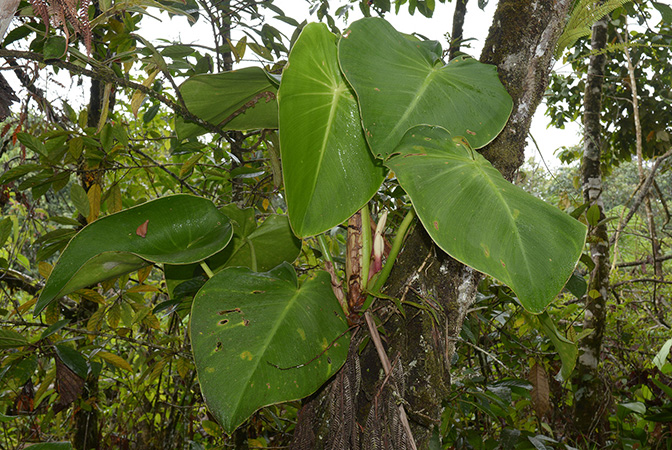 Philodendron rugosum