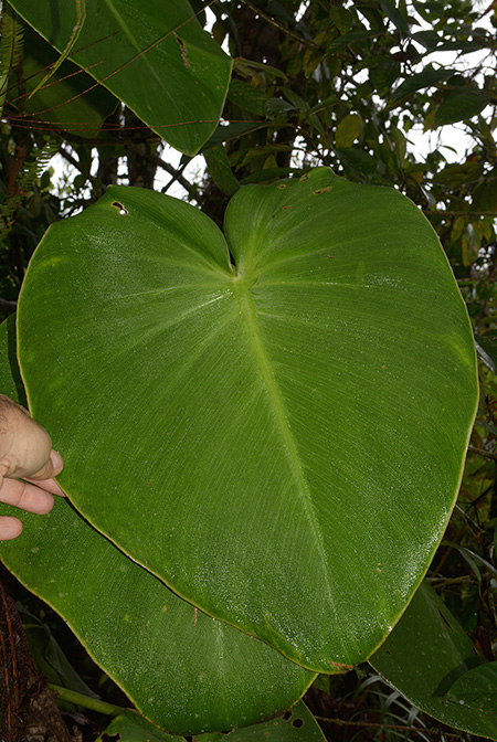 Philodendron rugosum