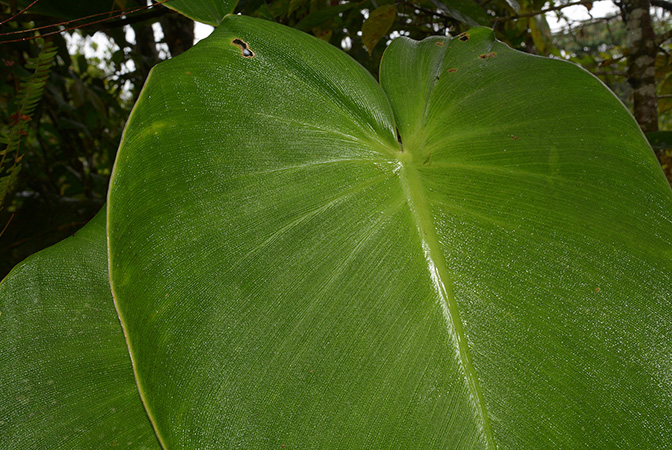 Philodendron rugosum