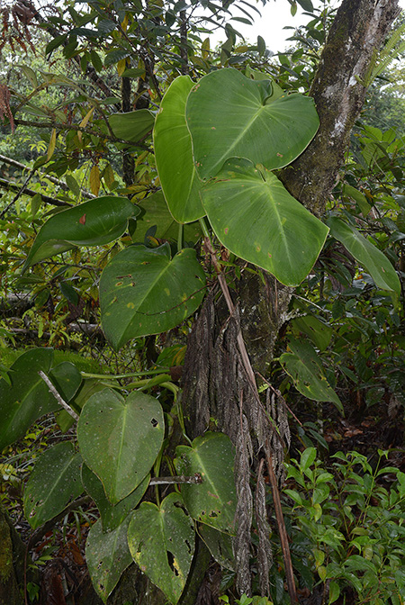 Philodendron rugosum