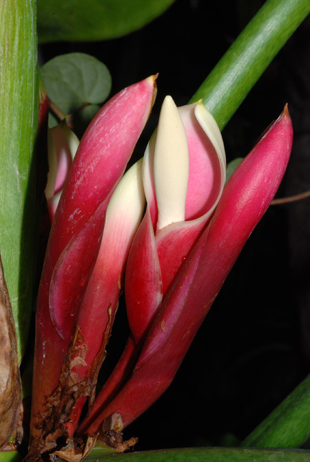 Philodendron rugosum