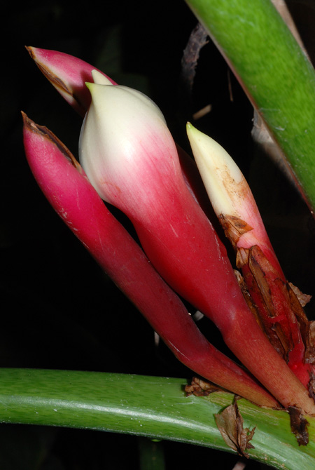 Philodendron rugosum