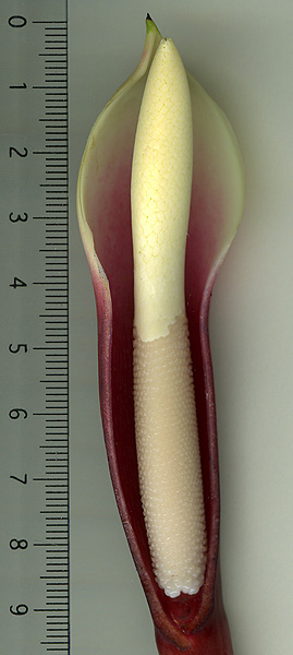 Philodendron rugosum