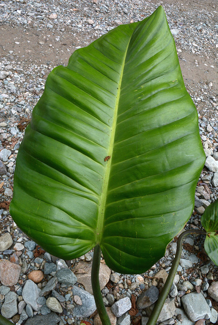 Philodendron ruizii