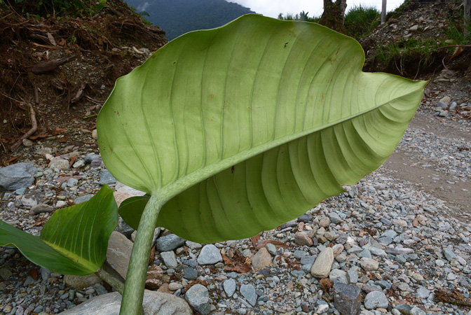 Philodendron ruizii