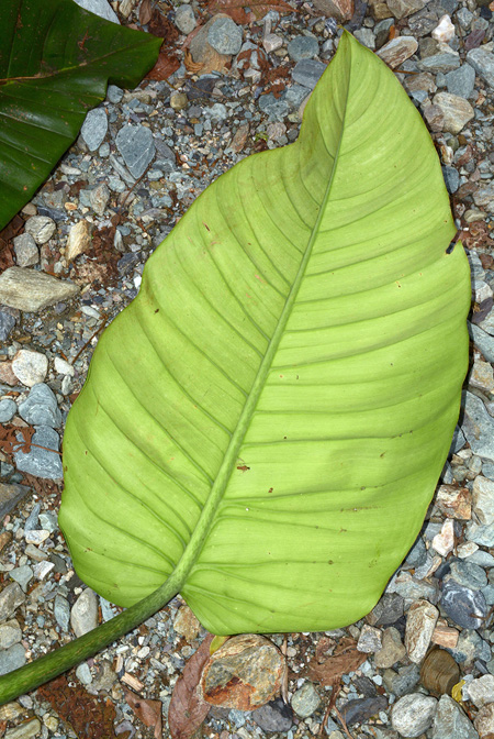 Philodendron ruizii