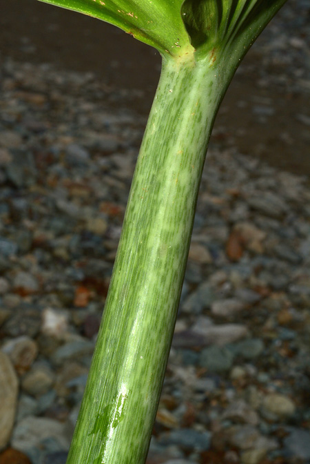 Philodendron ruizii