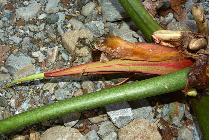 Philodendron ruizii