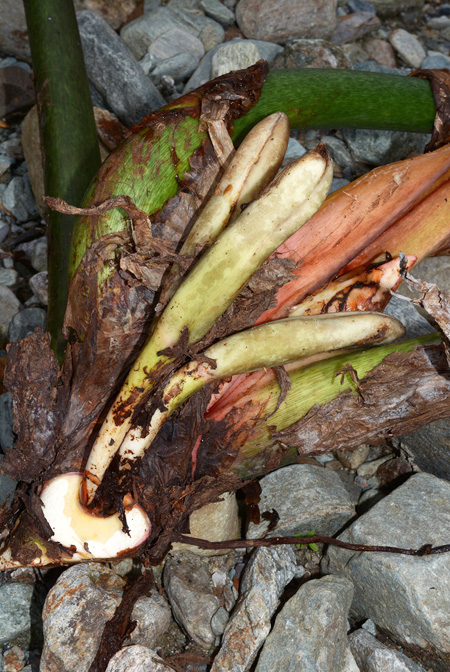 Philodendron ruizii