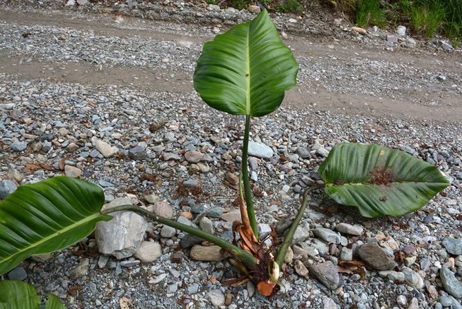 Philodendron ruizii