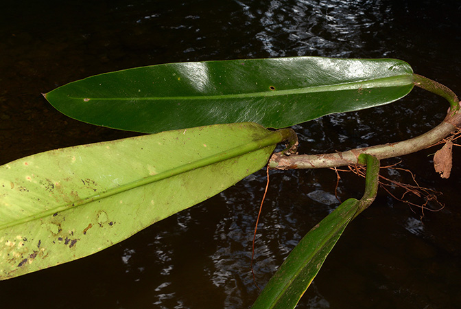 Philodendron ruizii
