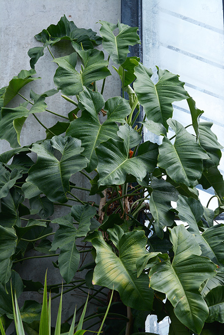 Philodendron ruthianum