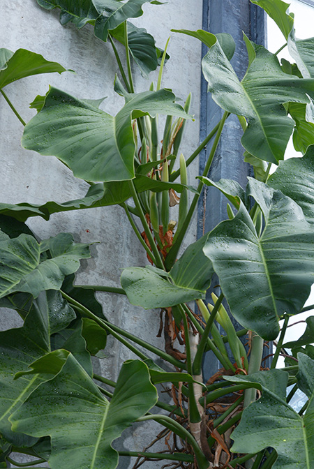 Philodendron ruthianum
