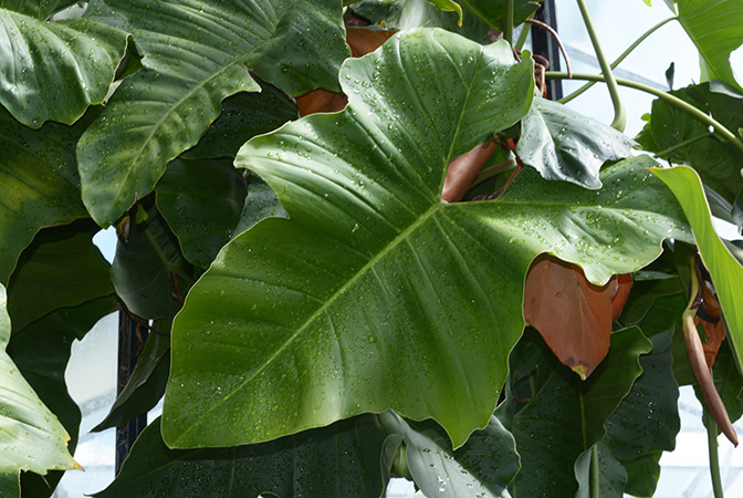 Philodendron ruthianum