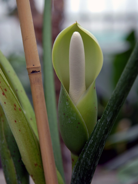 Philodendron sagittifolium