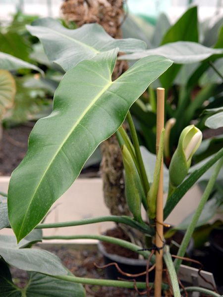 Philodendron sagittifolium