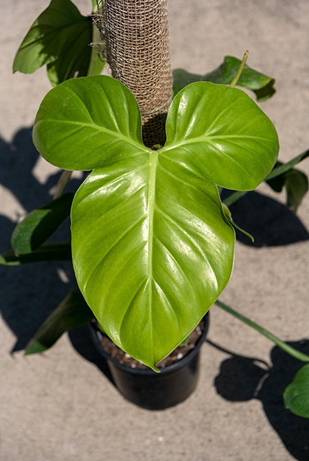 Philodendron sanctamartinense