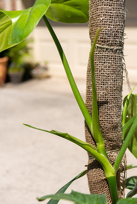 Philodendron sanctamartinense