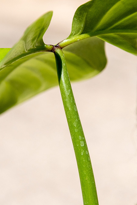 Philodendron sanctamartinense