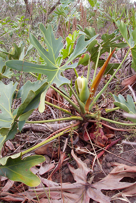 Philodendron saxicola