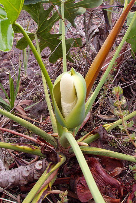 Philodendron saxicola