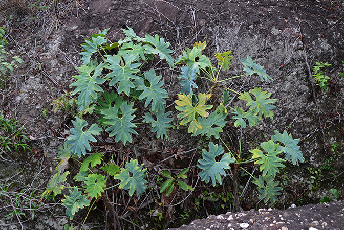 Philodendron saxicola