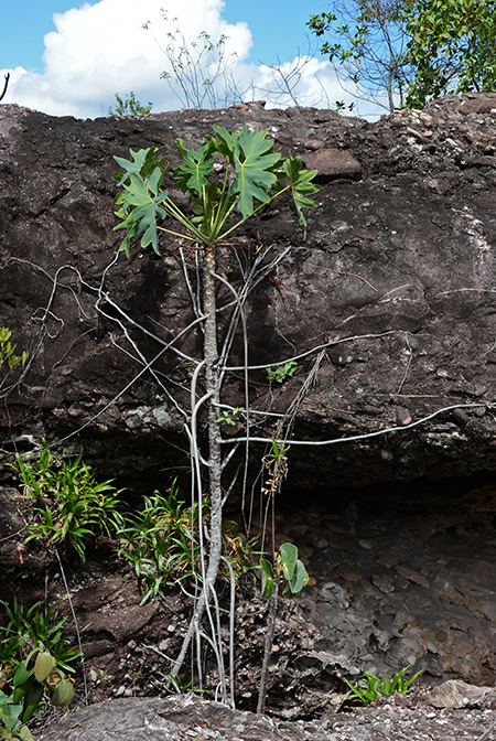 Philodendron saxicola