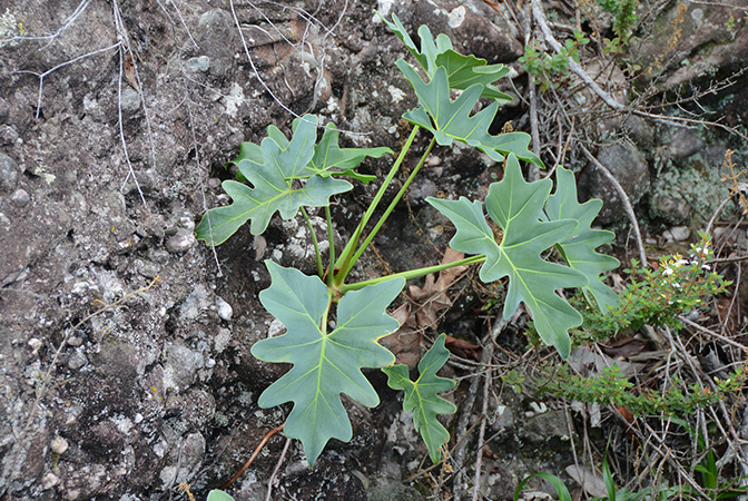 Philodendron saxicola