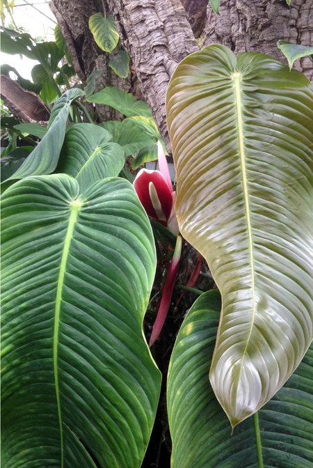 Philodendron scherberichii