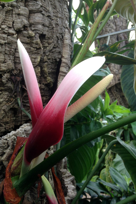 Philodendron scherberichii