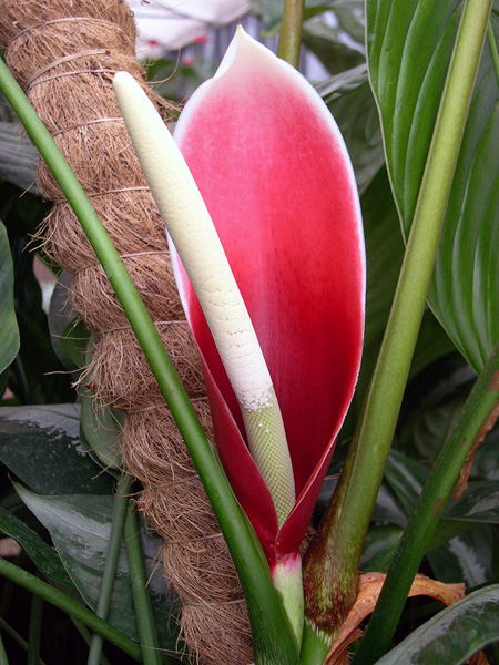 Philodendron scherberichii