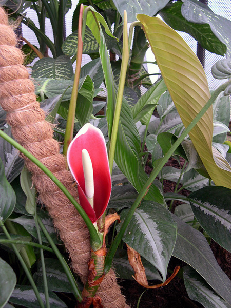 Philodendron scherberichii