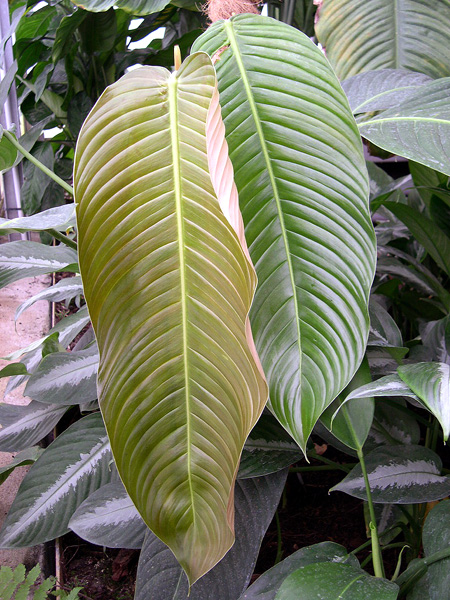 Philodendron scherberichii