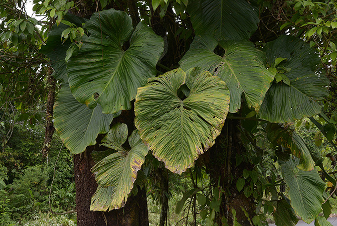 Philodendron schmidtiae