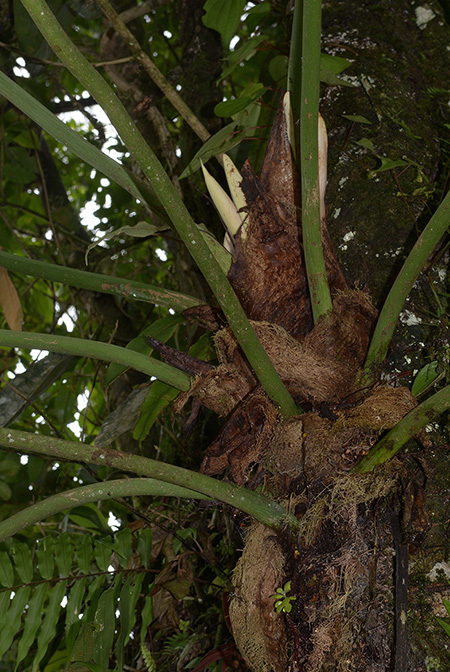Philodendron schmidtiae