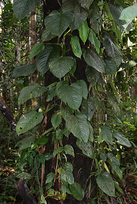Philodendron schmidtiae