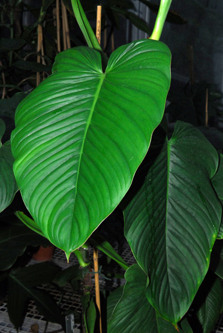 Philodendron schmidtiae