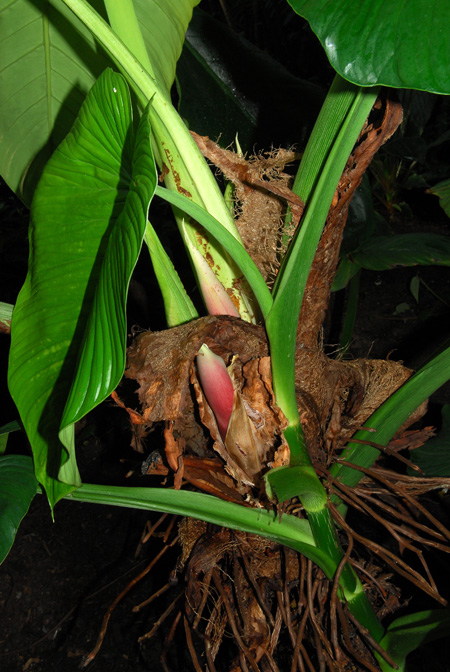 Philodendron schmidtiae