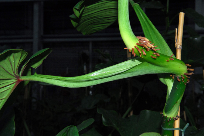 Philodendron schmidtiae